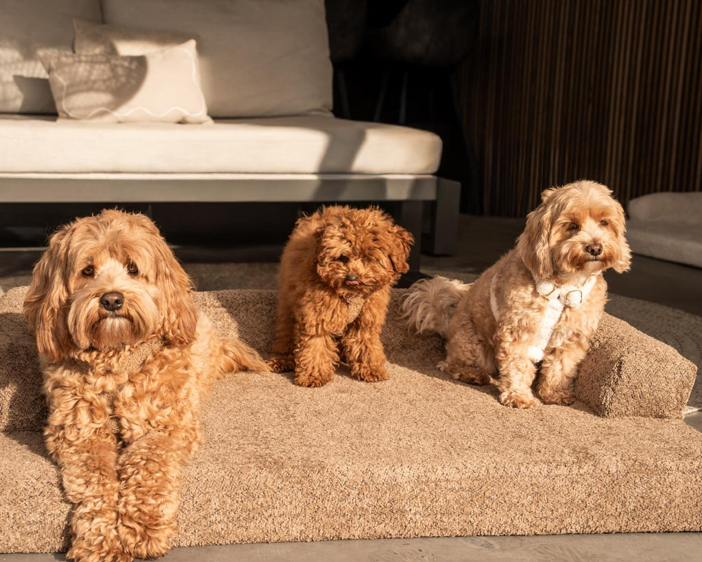 Bouclé Hondenmand Bruin