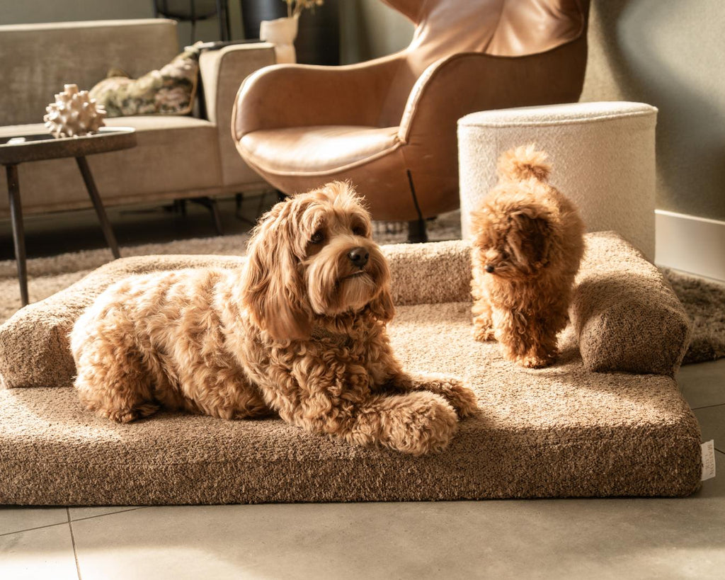 Bouclé Hondenmand Bruin